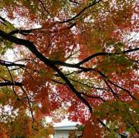 錦帯橋紅葉谷公園

