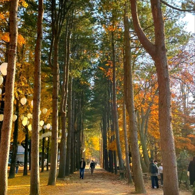 춘천여행, 가을이 무르익은 컬러풀 남이섬