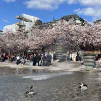 瑞典國王花園賞櫻🌸
