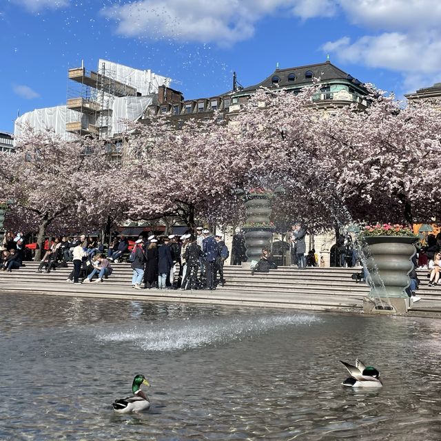 瑞典國王花園賞櫻🌸