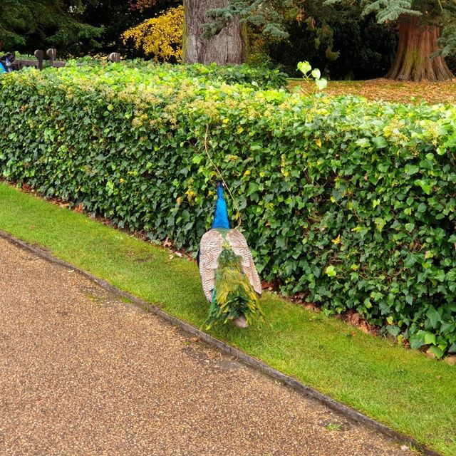 The Peacock Gardens 🦚 