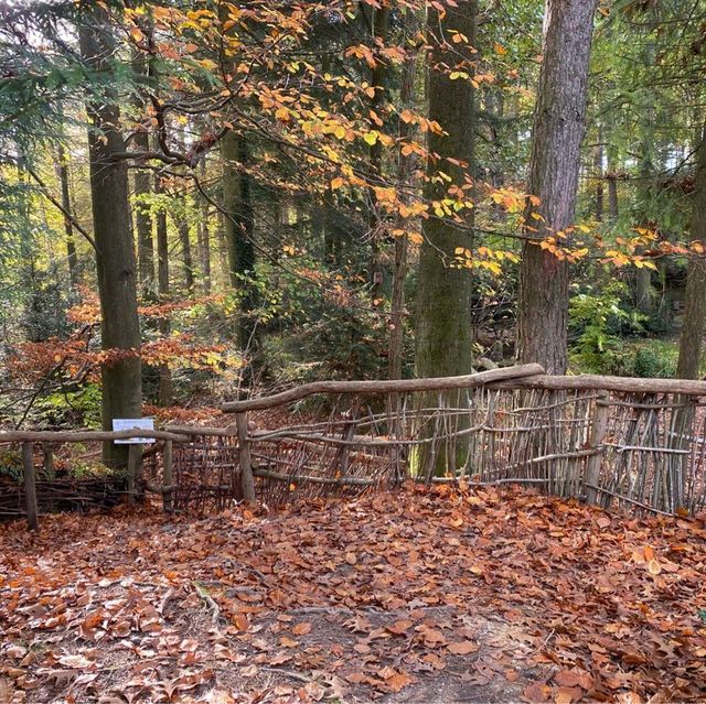 School in the Forest