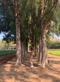 Jim Thompson Farm