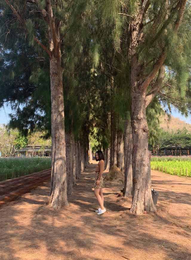 Jim Thompson Farm