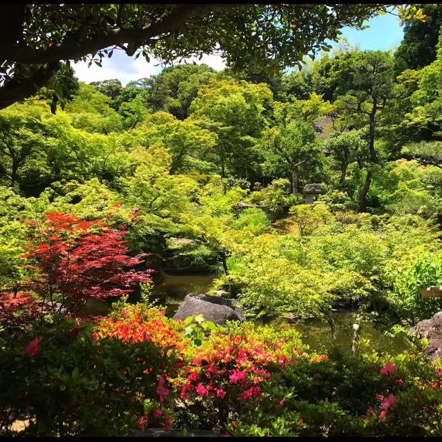 Strolling Around Nara - Japan 