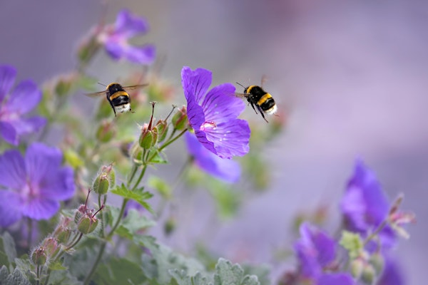 Bees, Butterflies & a Brew at The Wolseley Centre | The Wolseley Centre