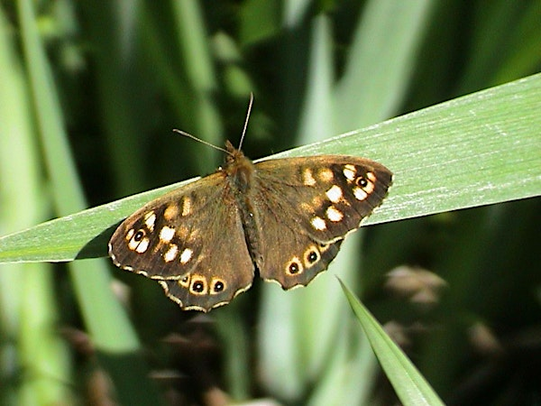 Copy of Children’s Activity – Pond Dipping and Minibeast Hunt | Stover Country Park