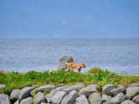  Animal islands 