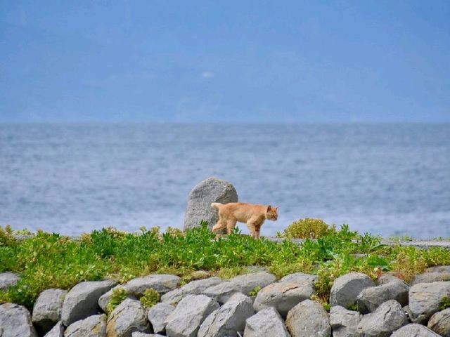  Animal islands 