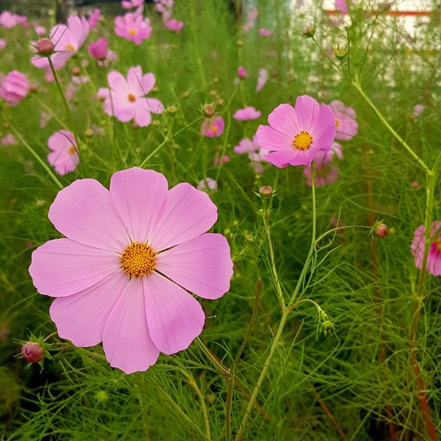 서울 근교 드라이브에 딱- 남양주 물의 정원