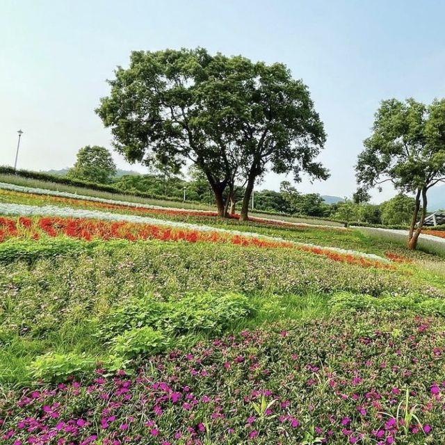 台北三層崎公園花海