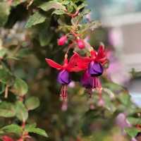 香港動植物公園150周年