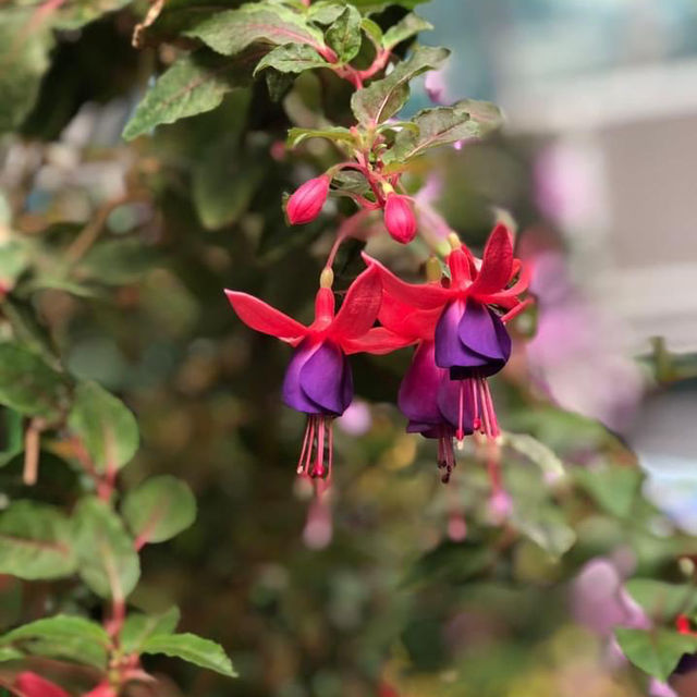 香港動植物公園150周年
