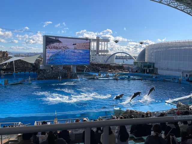 名古屋港水族館といえば🐬【イルカショー】＆名古屋港のレストラン