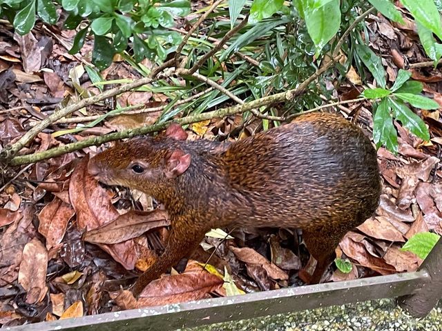 Fascinating creatures at River Safari Zoo SG