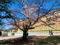 京都　SAKURA 桜めぐり❗️京都市京セラ美術館と桜、平安神宮大鳥居とのコラボに感動❗️