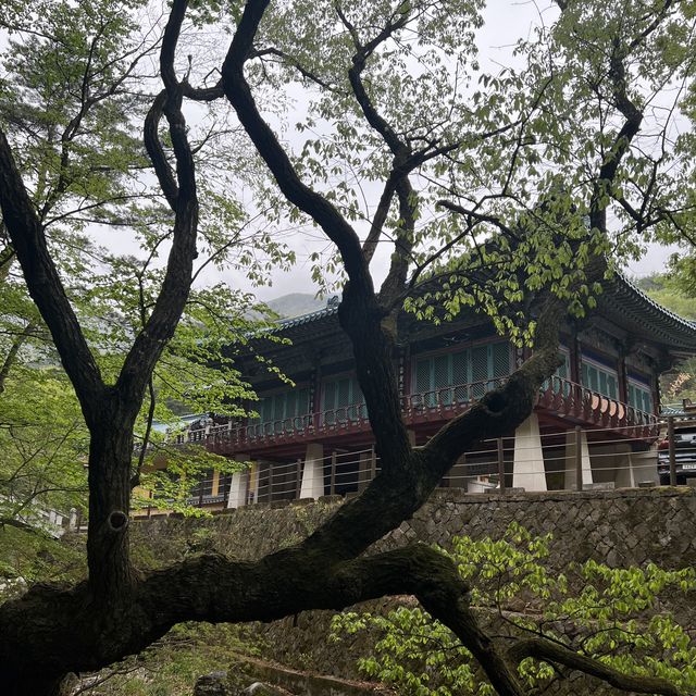 울산여행 공기좋은 산책길이 있는 ‘석남사’