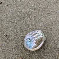 Shells and tiny creatures on shore