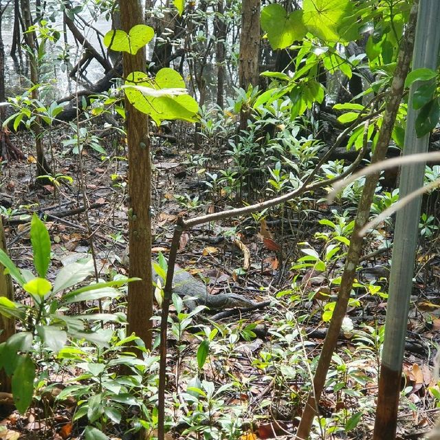 Wonders of Nature at Sungei Buloh Wetland