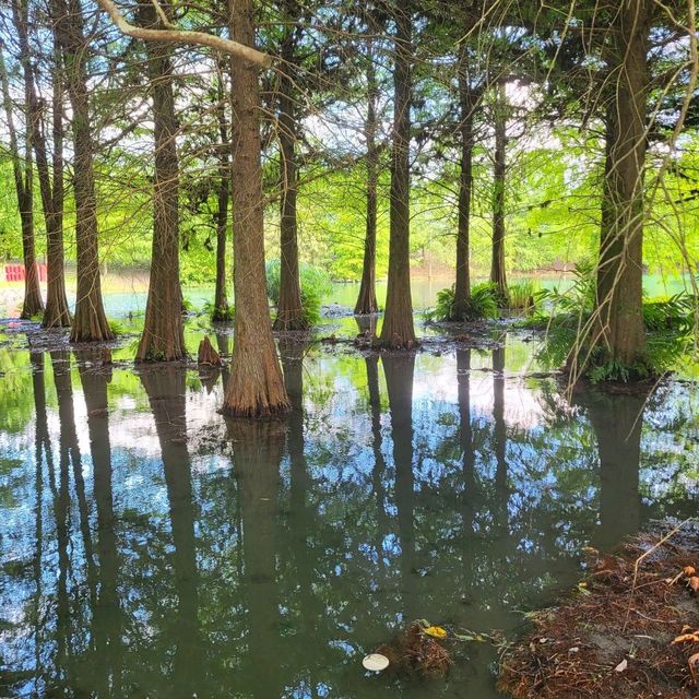 雲山水夢幻湖，超美落羽松和跳石步道