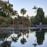 周未行山好去處-mount coot botanic garden 