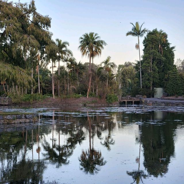 周未行山好去處-mount coot botanic garden 