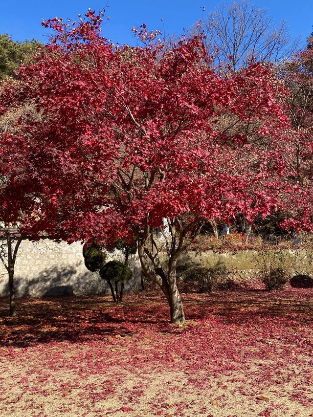 단풍명소 배론성지 🍁