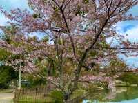 京都　KYOTO SAKURAめぐり❗️大覚寺の桜に感動❗️