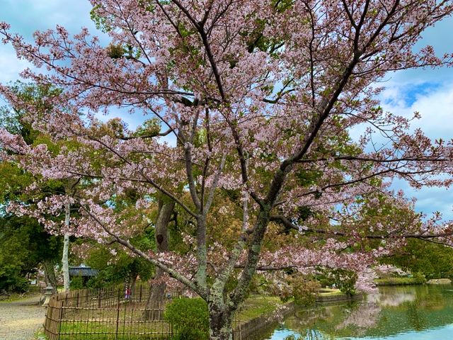 京都　KYOTO SAKURAめぐり❗️大覚寺の桜に感動❗️