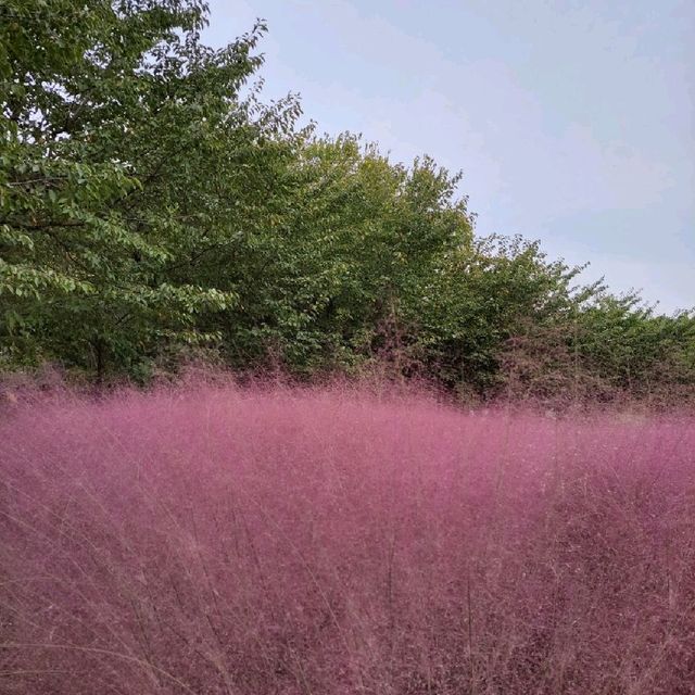 도심 속 꽃밭 올림픽공원
