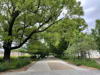 【大阪城公園】天守閣はもちろんお花見、お散歩なんでもできる
