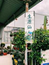 彰化田尾超人氣景點｜生源仙人掌，超多多肉植物以及仙人掌盆栽
