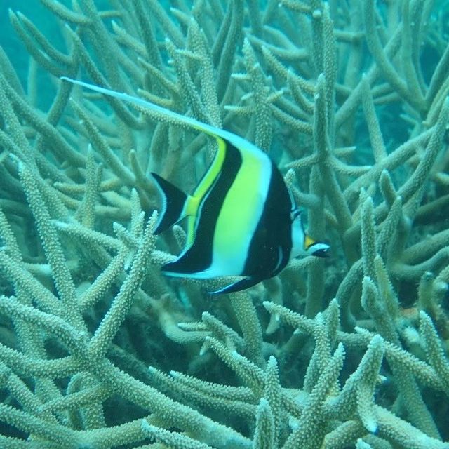 【パラオ】パラオの海でシュノーケル三昧