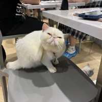 觀塘可愛貓cafe