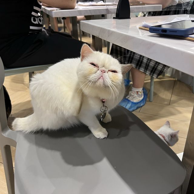 觀塘可愛貓cafe