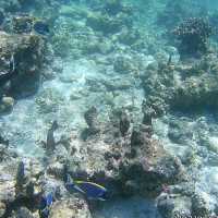 目の前に水族館レベル🐟！？世界一とも称されるモルディブの海❣️