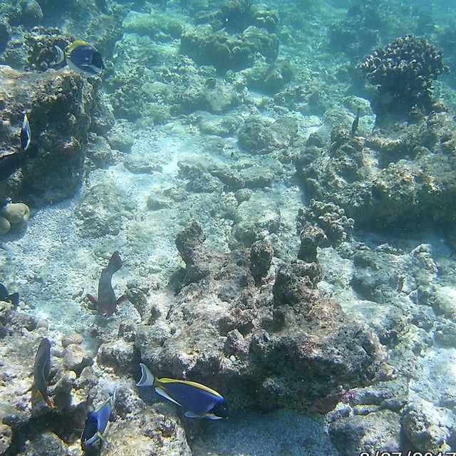 目の前に水族館レベル🐟！？世界一とも称されるモルディブの海❣️