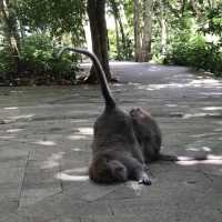 Monkey forest 