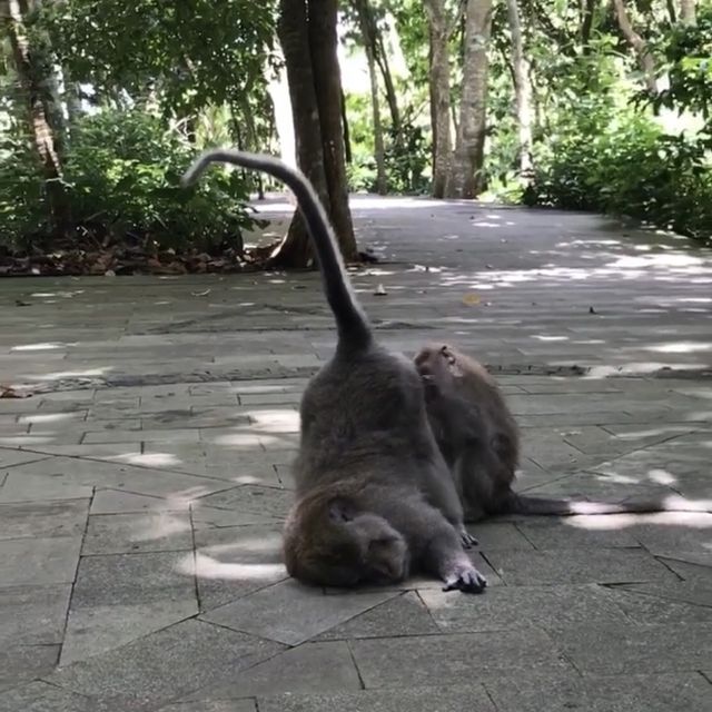 Monkey forest 