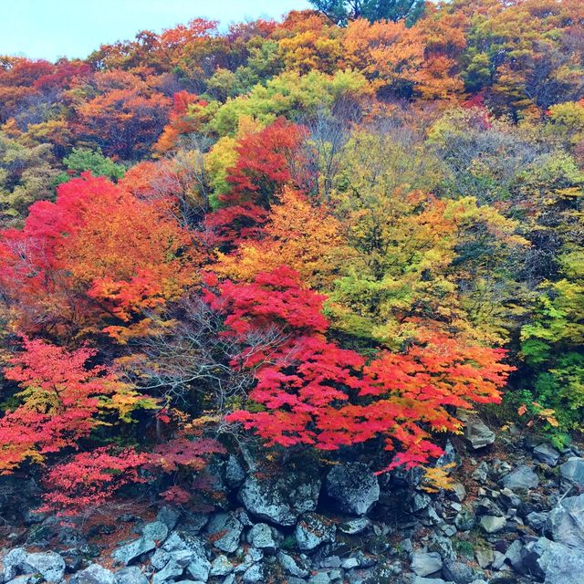 🍁 한라산에 오르지 않아도 단풍구경, 천아계곡