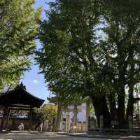 【福岡】御神木の公孫樹が見応えあります