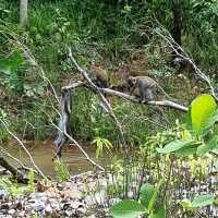Newly opened Rifle Range Nature Park