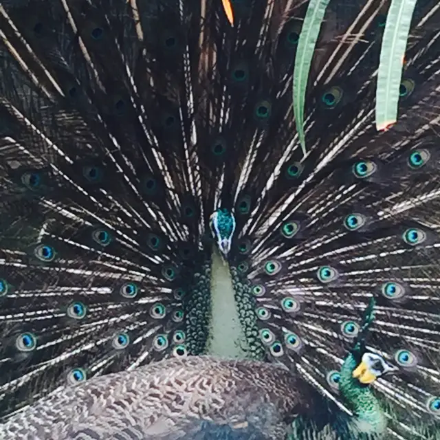 鳥好きにはたまらない　鳥天国