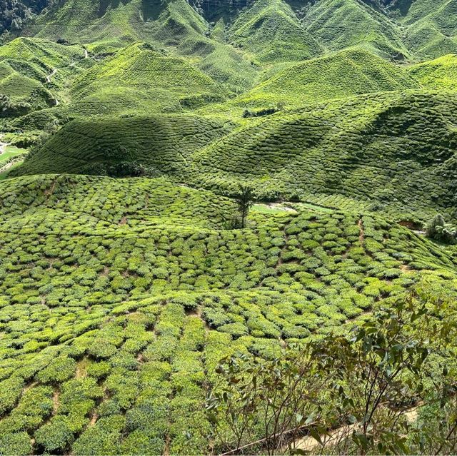 Wonderful tea plantation visit 