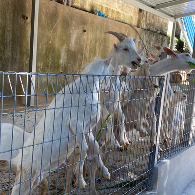 Goat farming deals app