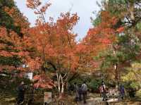 京都[紅葉めぐり]    　ー獅子吼の庭ー　宝厳院にて心を癒す