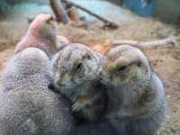 【北海道】雪の動物王国:円山動物園