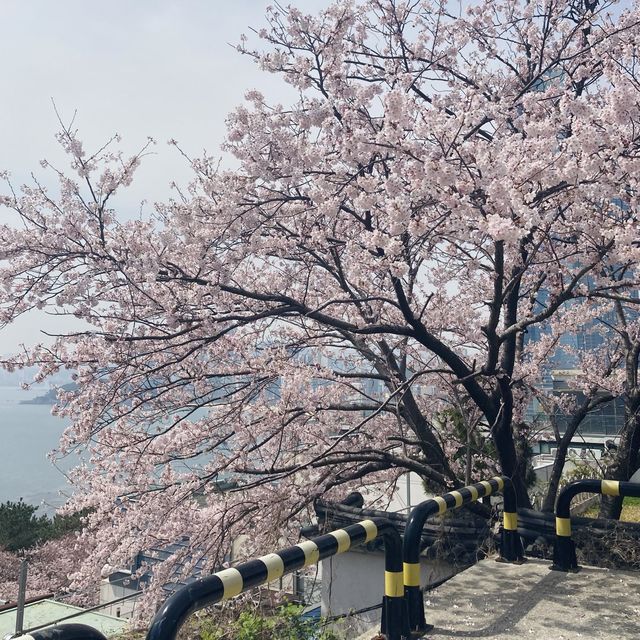 해운대 달맞이길 벚꽃놀이