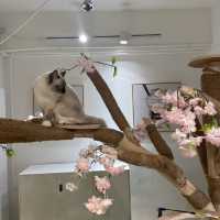 🐱喵喵喵 🐱我番來探主子啦！