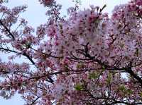 京都　KYOTO SAKURAめぐり❗️まさに、いとをかし清水寺の桜に大満足❗️